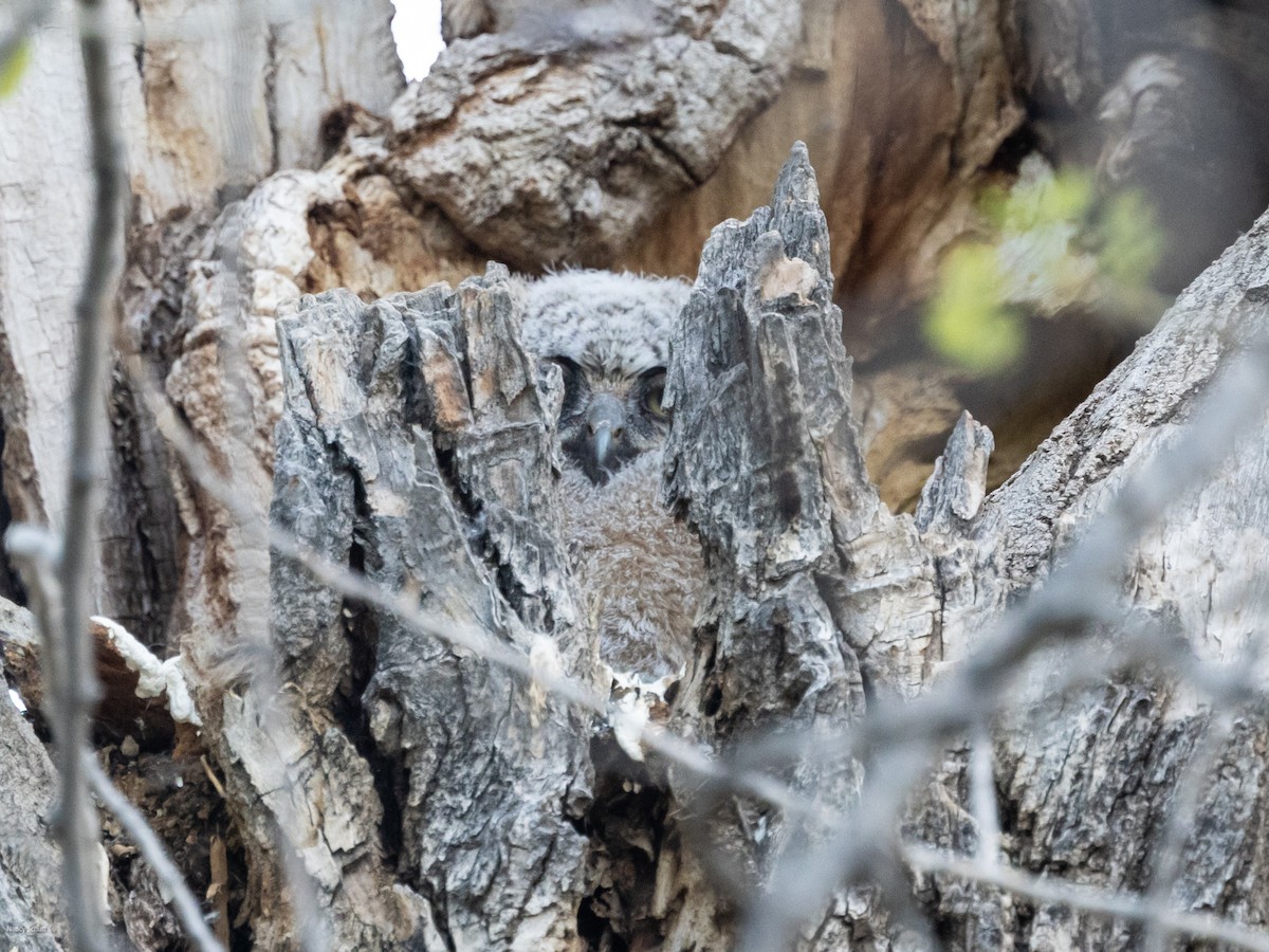 Great Horned Owl - ML617748623