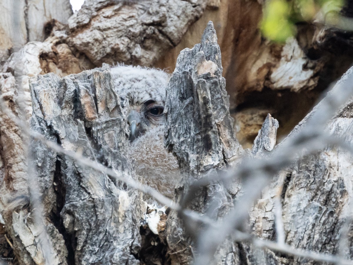 Great Horned Owl - ML617748624