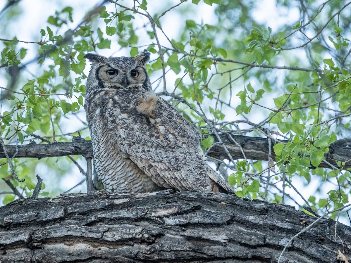 Great Horned Owl - ML617748625