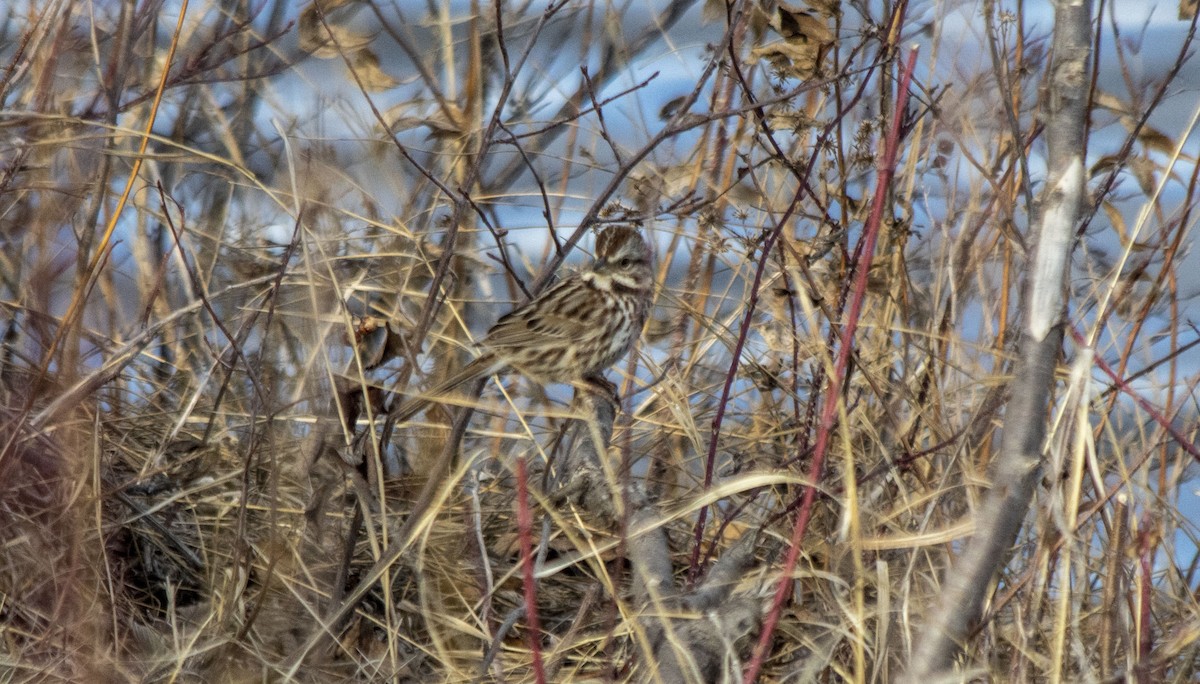 Song Sparrow - ML617748646