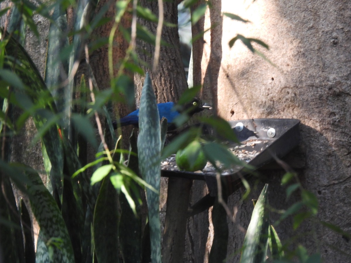 Bushy-crested Jay - ML617748651