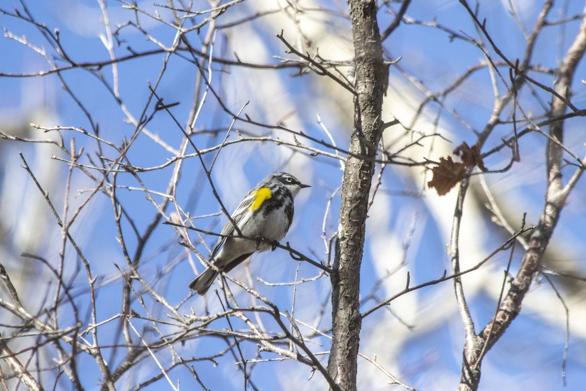 Yellow-rumped Warbler - ML617748690