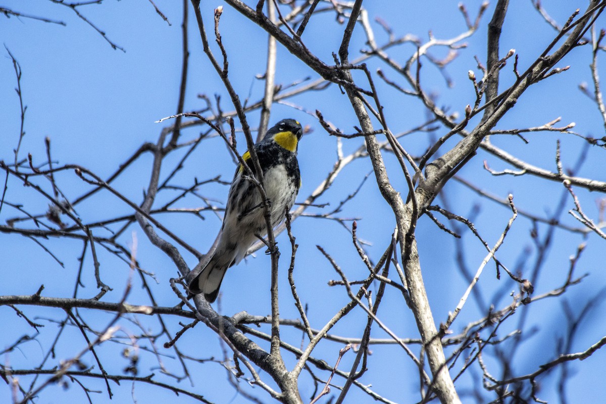 Yellow-rumped Warbler - ML617748692