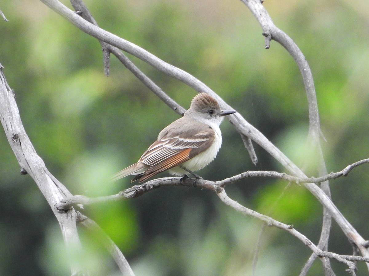 Ash-throated Flycatcher - ML617748741