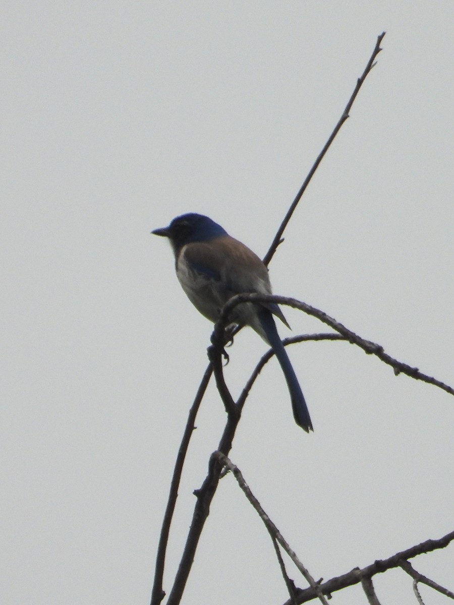 California Scrub-Jay - ML617748749