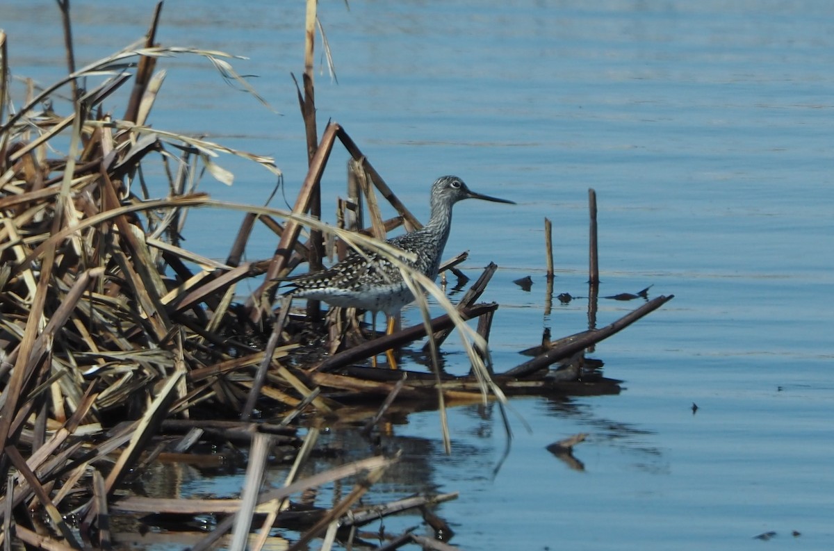 Greater Yellowlegs - ML617748751