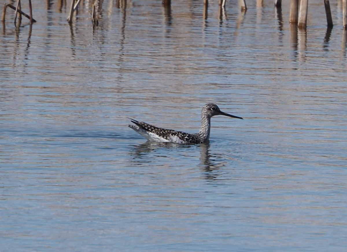 Greater Yellowlegs - ML617748760