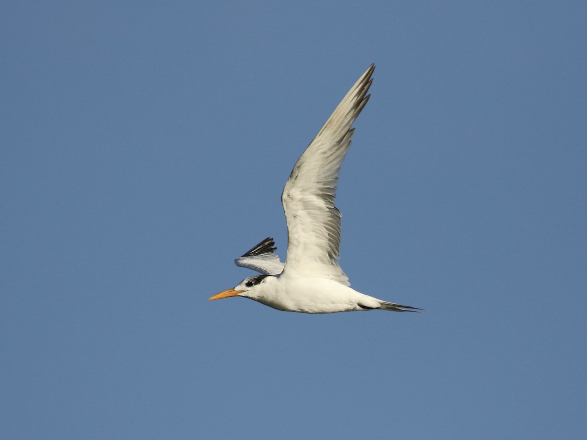 Royal Tern - ML617748817