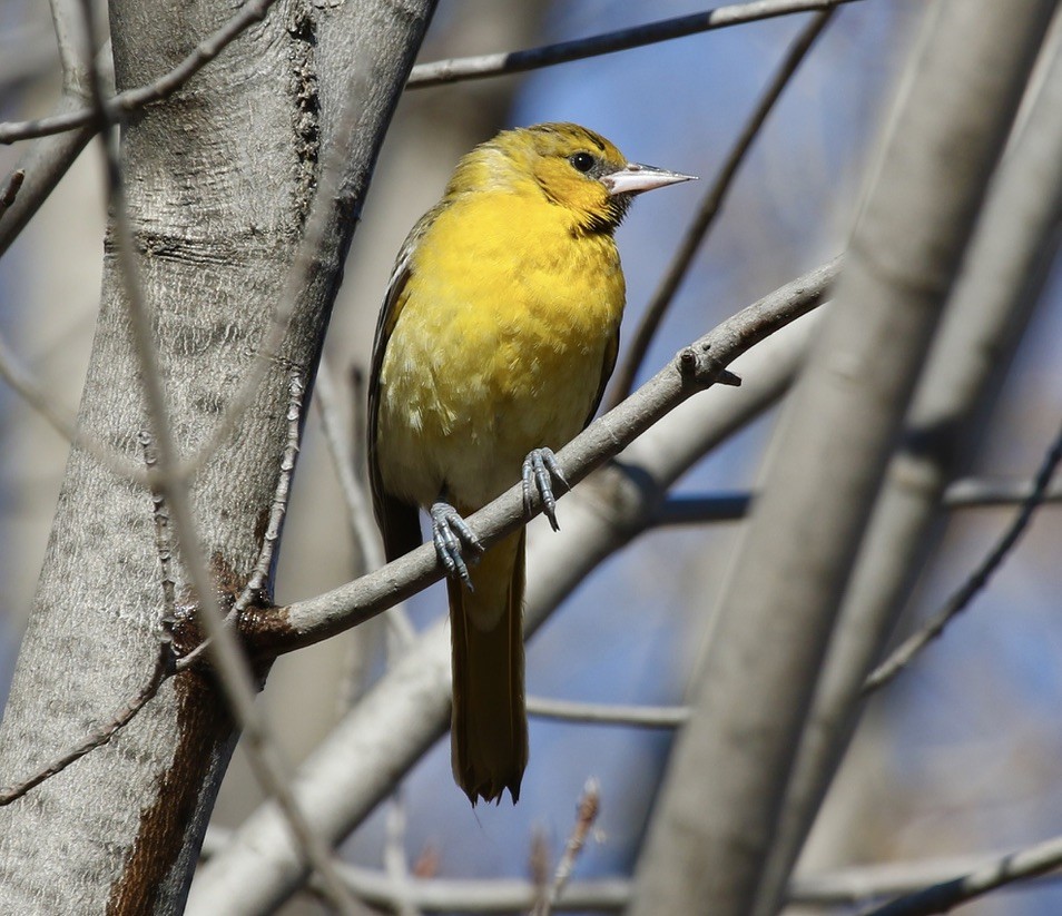 Bullock's Oriole - ML617748818