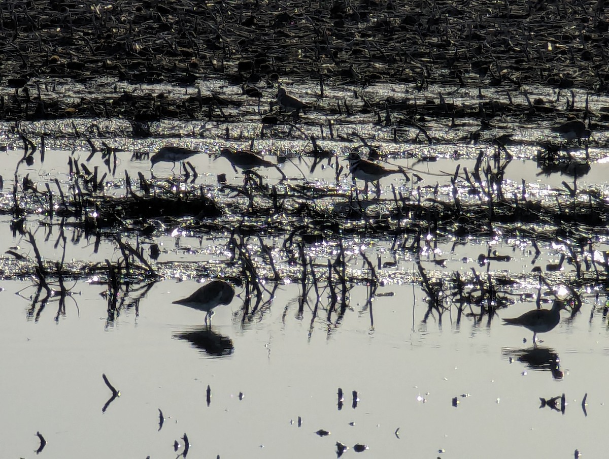 Pectoral Sandpiper - ML617748850