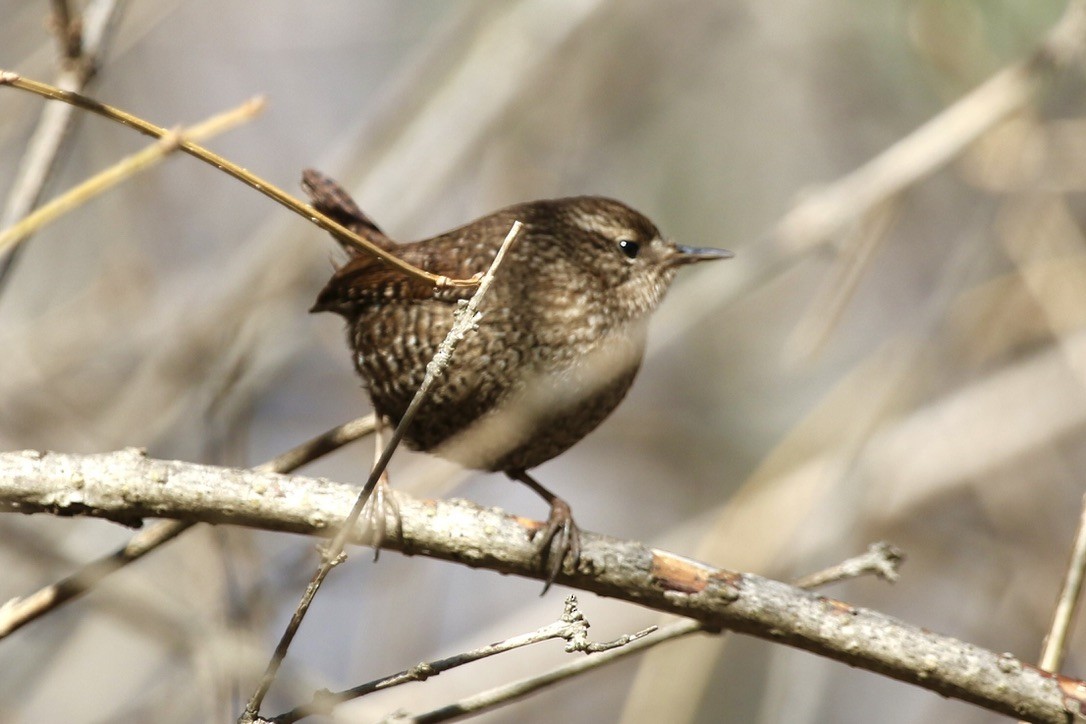 Winter Wren - P R