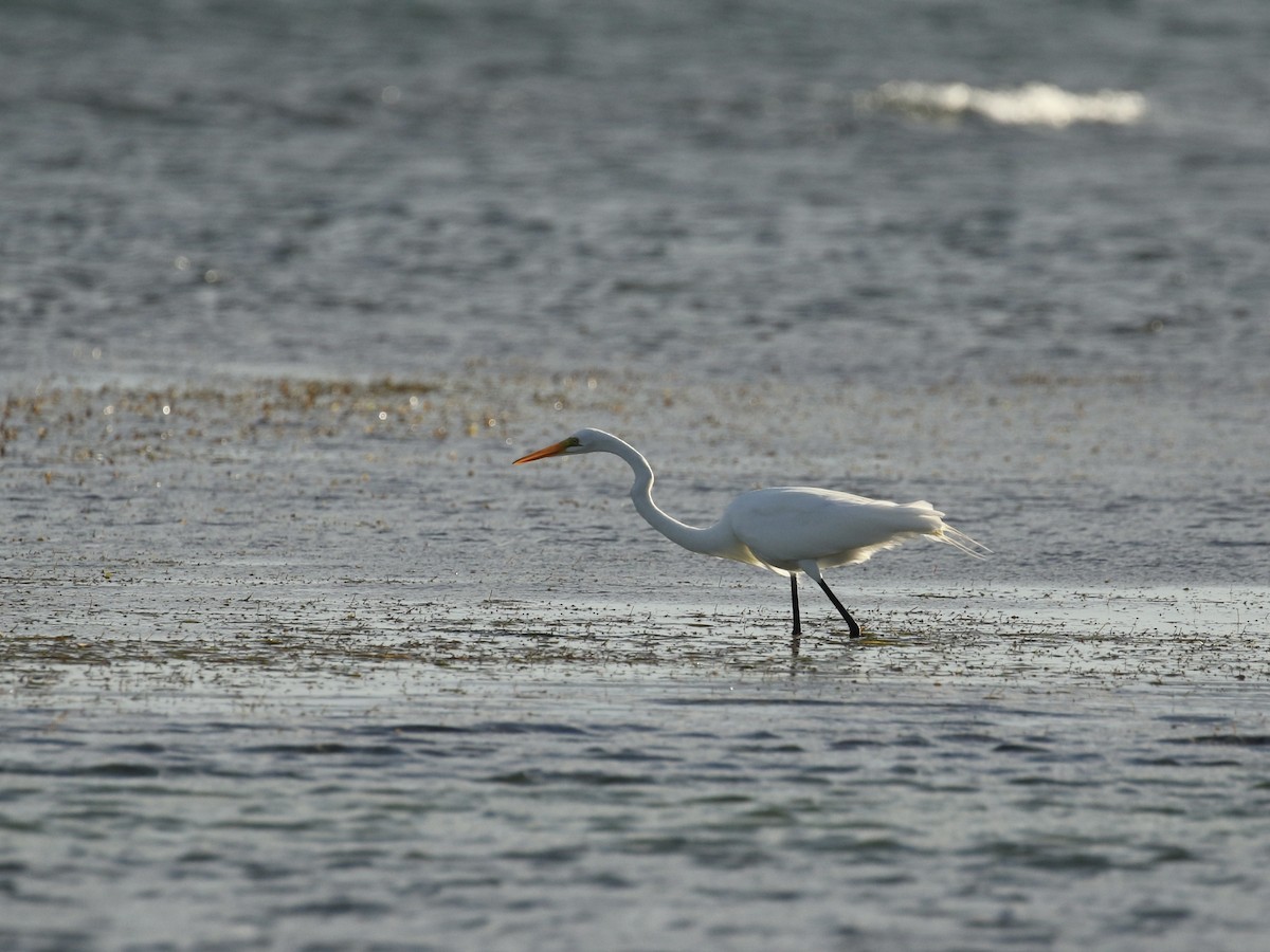 Great Egret - ML617748915