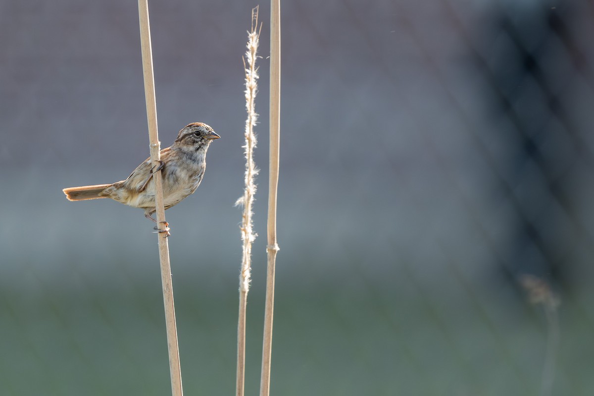 Swamp Sparrow - ML617748919
