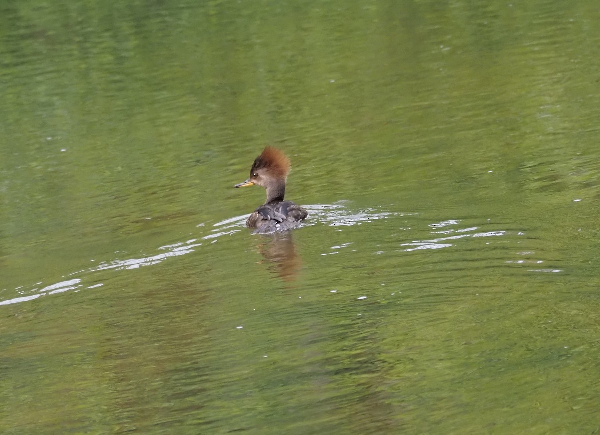 Hooded Merganser - ML617748940