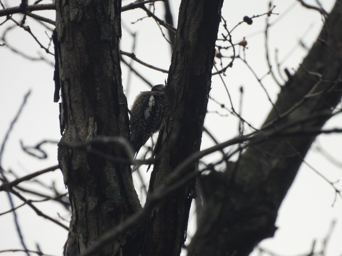 Yellow-bellied Sapsucker - Levi Hartz