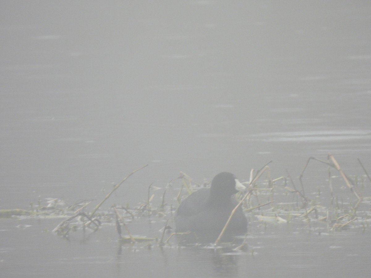 American Coot - ML617749087