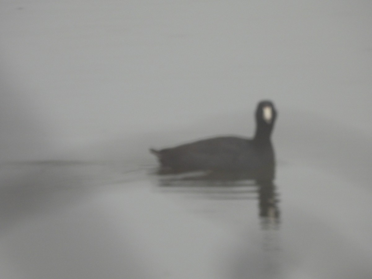 American Coot - ML617749088