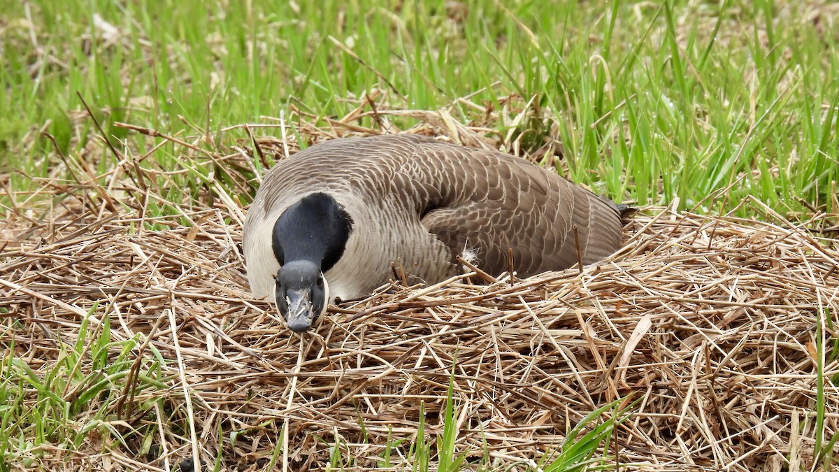 Canada Goose - Keith Eric Costley