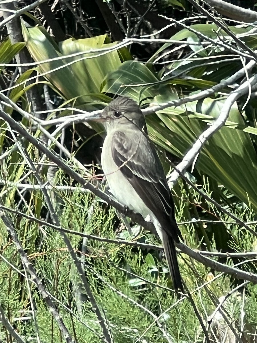 Eastern Wood-Pewee - ML617749222