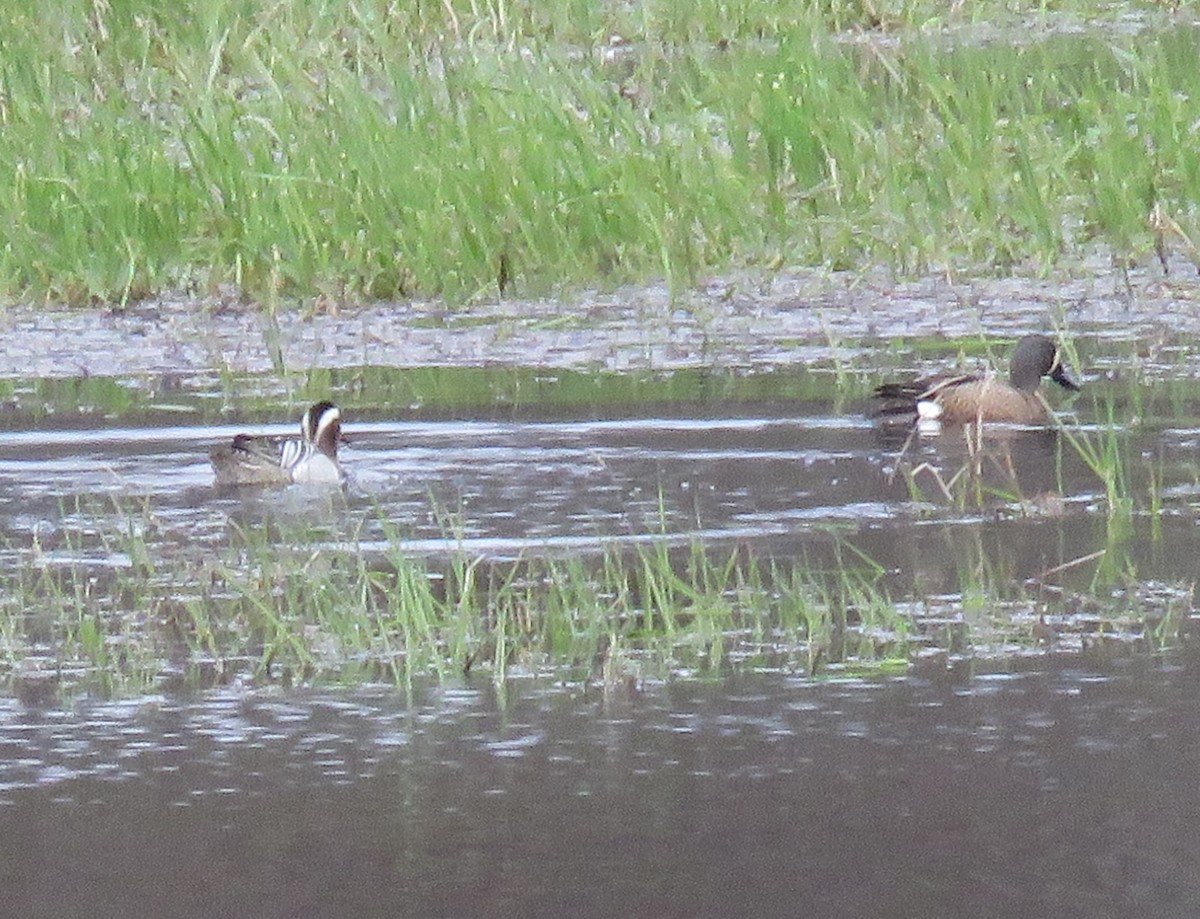 Garganey - ML617749239