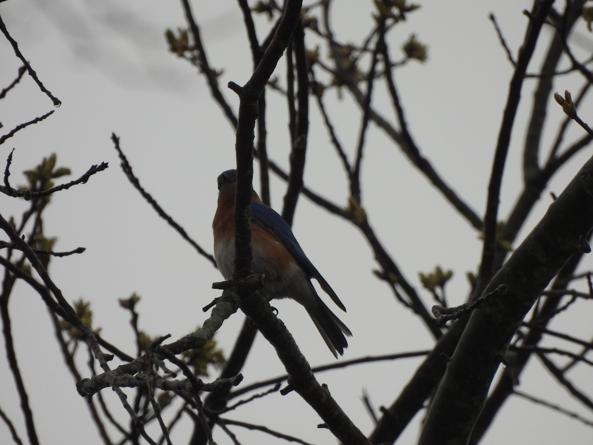 Eastern Bluebird - ML617749249