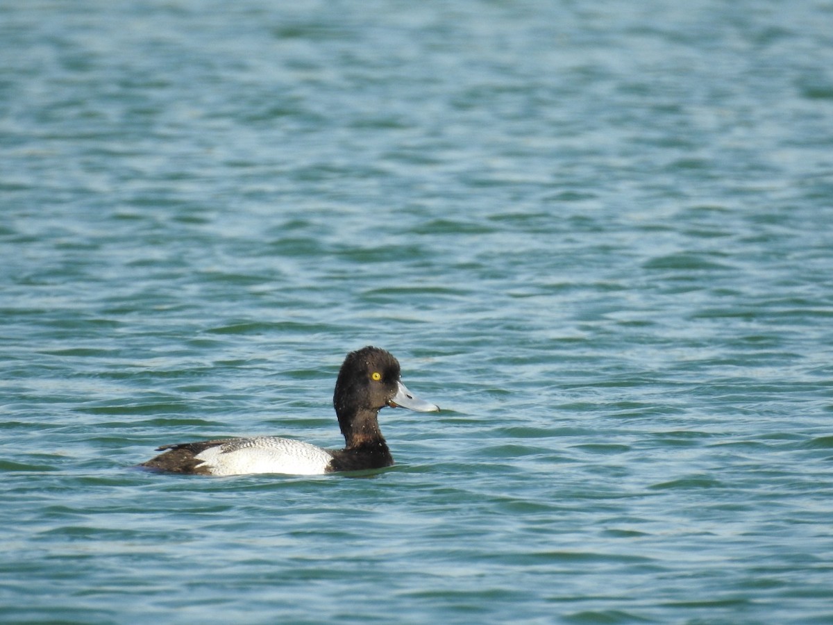 Lesser Scaup - ML617749257