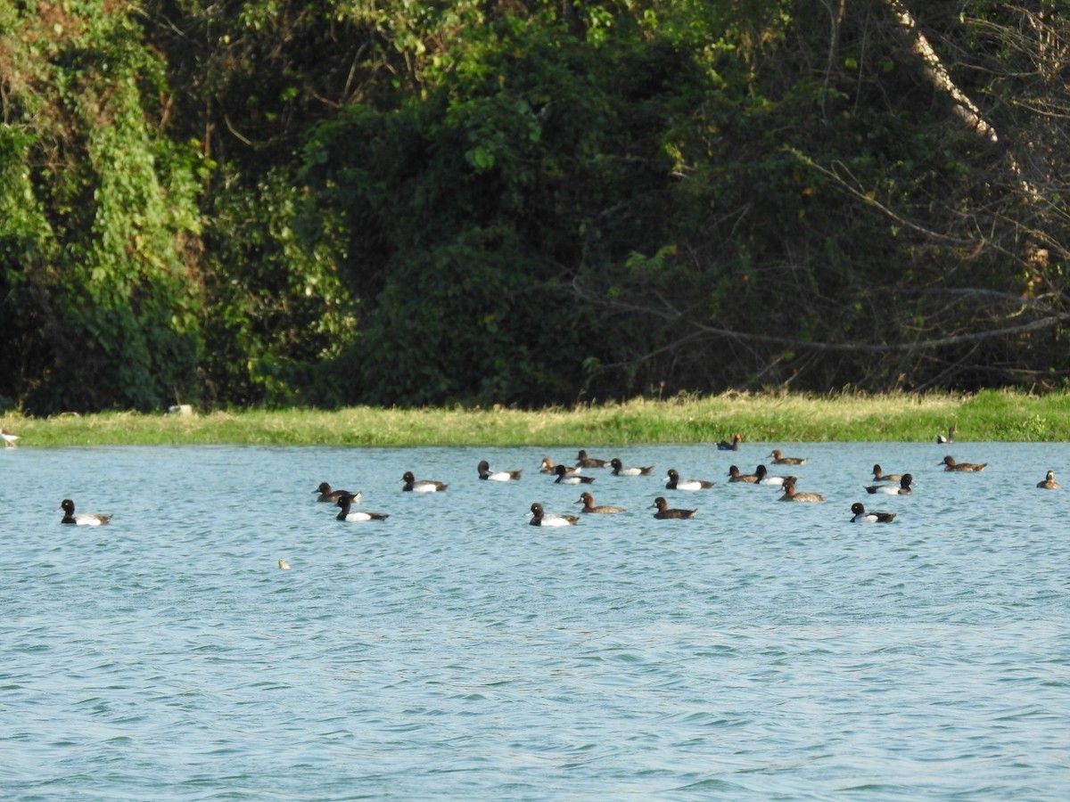 Lesser Scaup - ML617749258