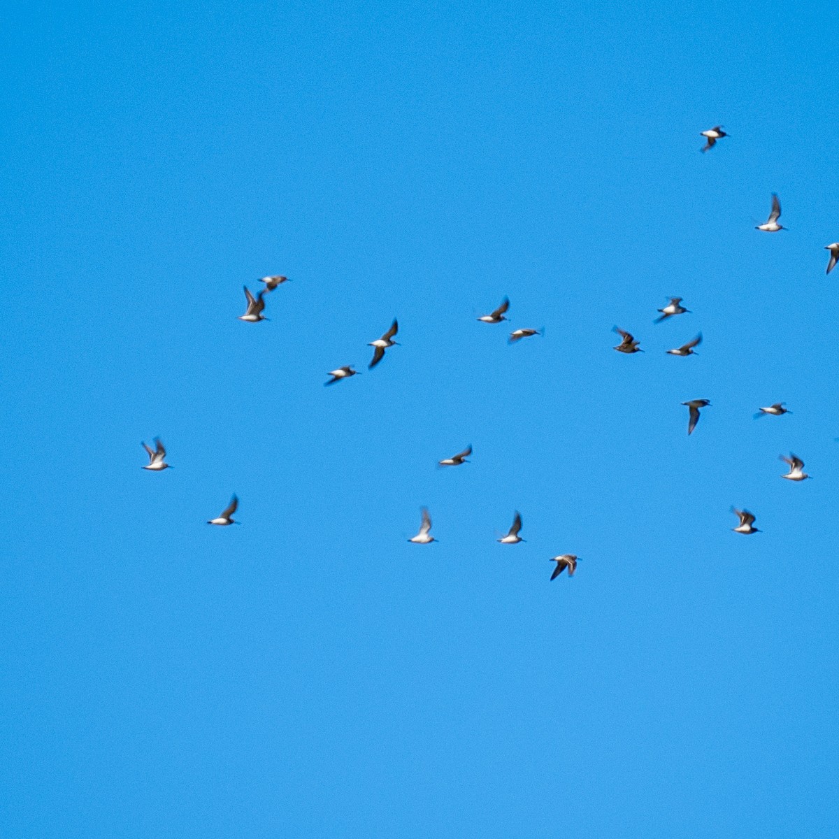 Willet - ML617749298