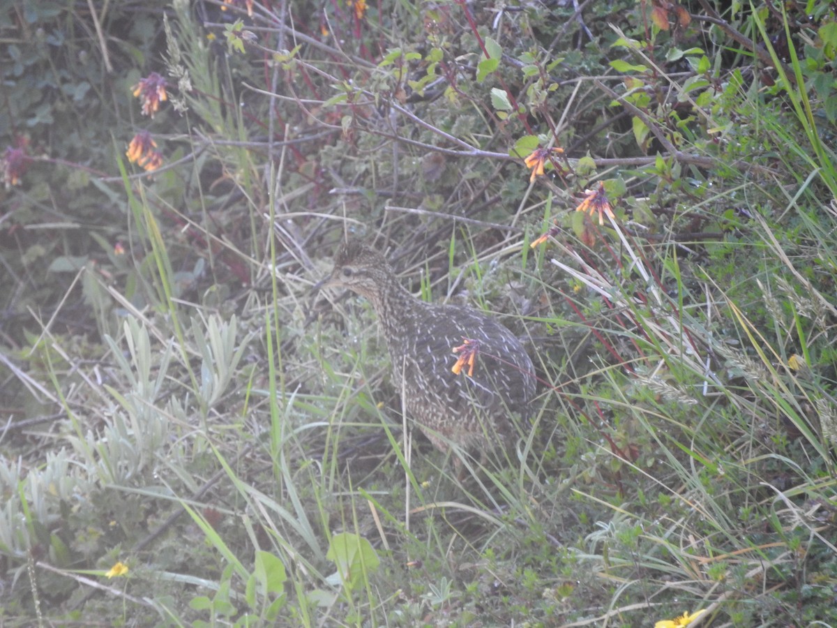 Curve-billed Tinamou - ML617749353