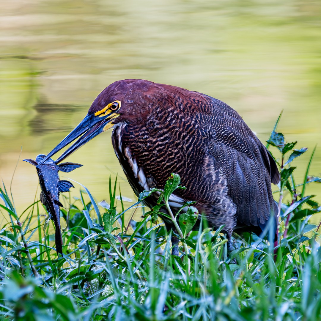 Rufescent Tiger-Heron - ML617749363