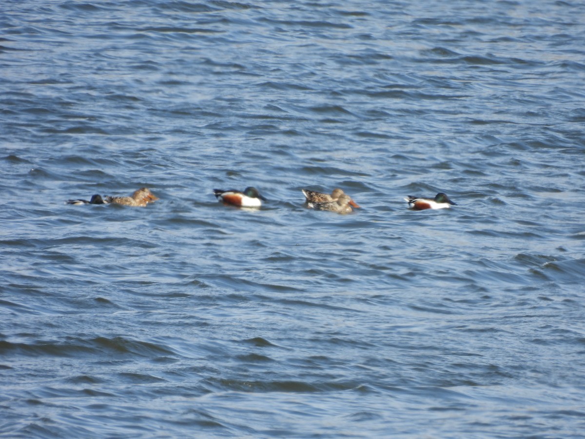 Northern Shoveler - ML617749389