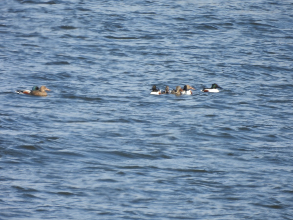 Northern Shoveler - ML617749390