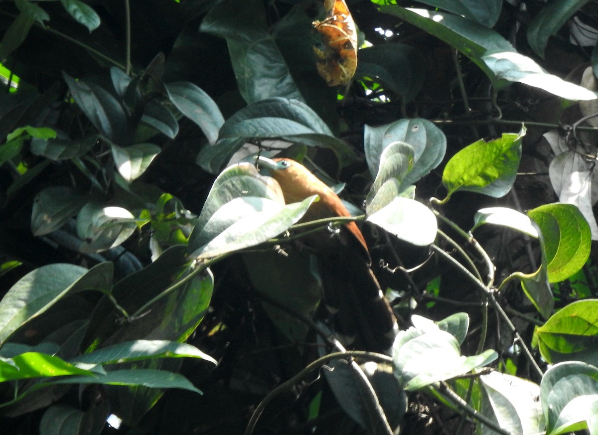 Raffles's Malkoha - ML617749411