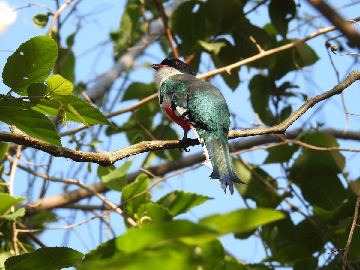 Cuban Trogon - ML617749451