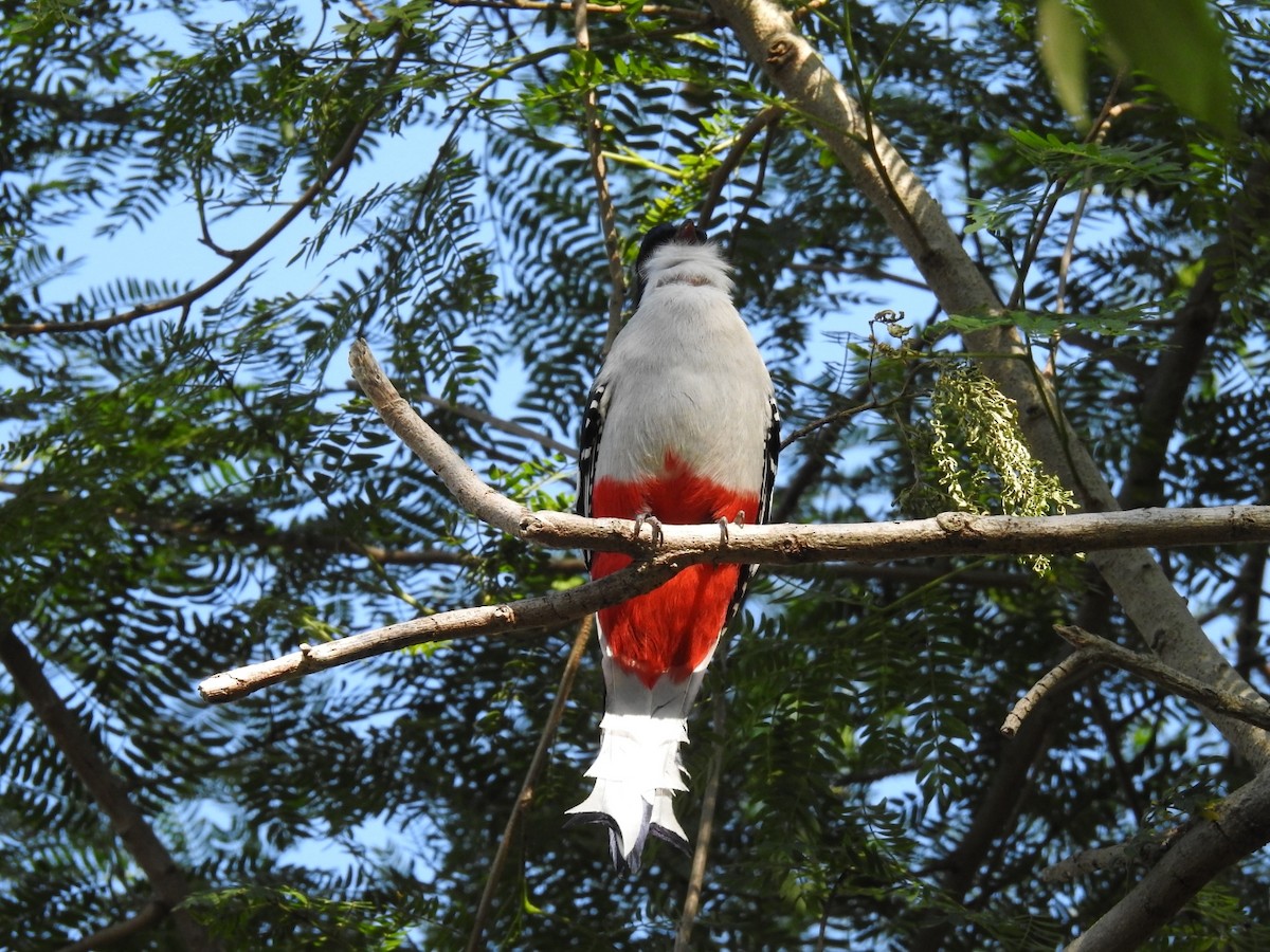 trogon kubánský - ML617749452