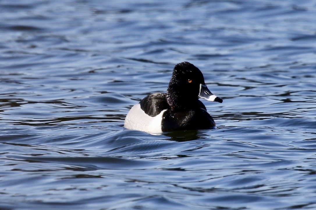 Ring-necked Duck - P R