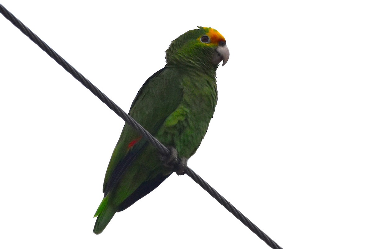 Red-crowned Parrot - ML617749513