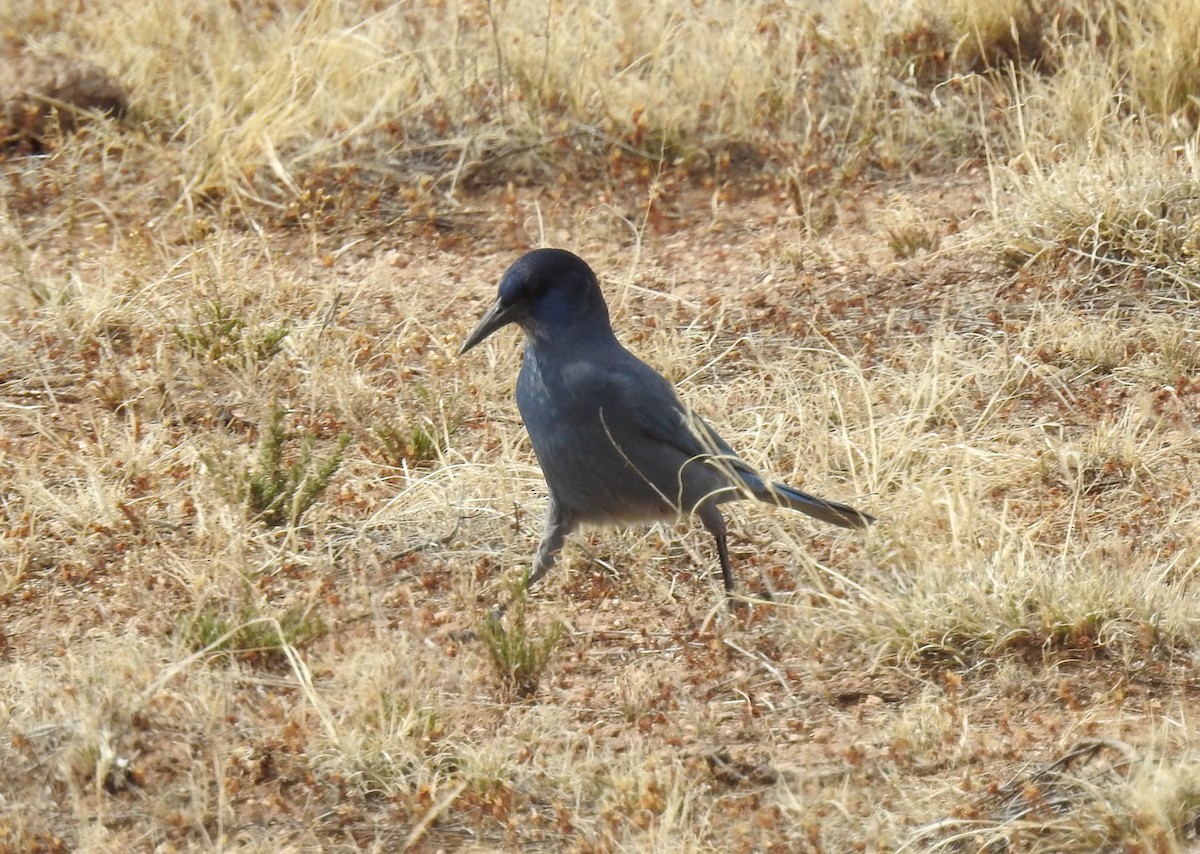 Pinyon Jay - ML617749522