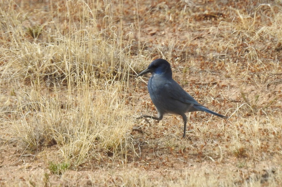 Pinyon Jay - ML617749523