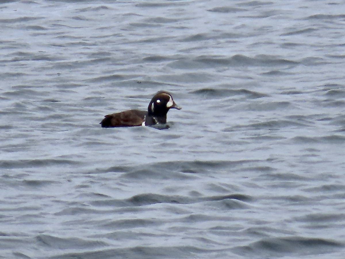 Harlequin Duck - ML617749525