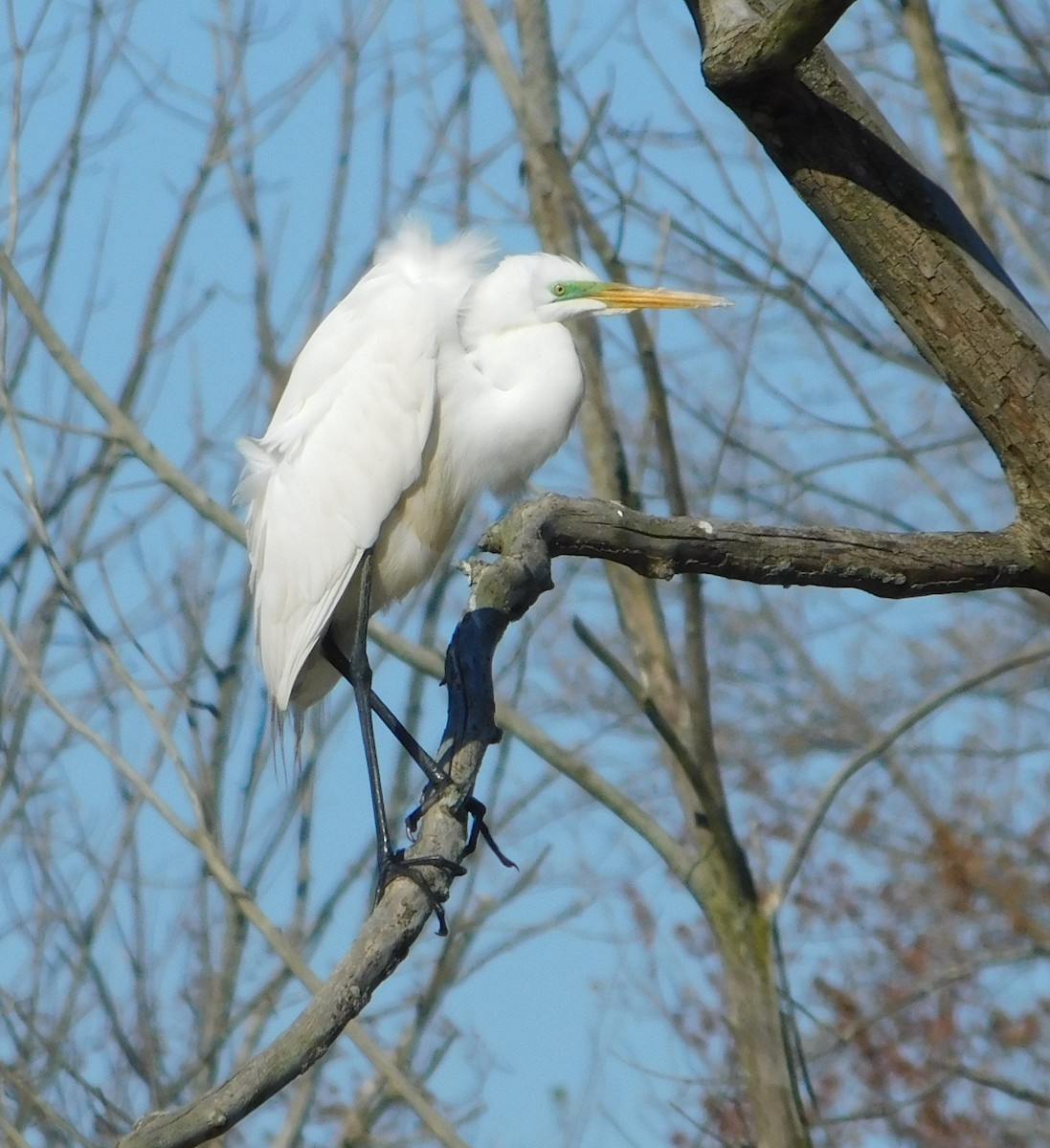 Great Egret - ML617749536