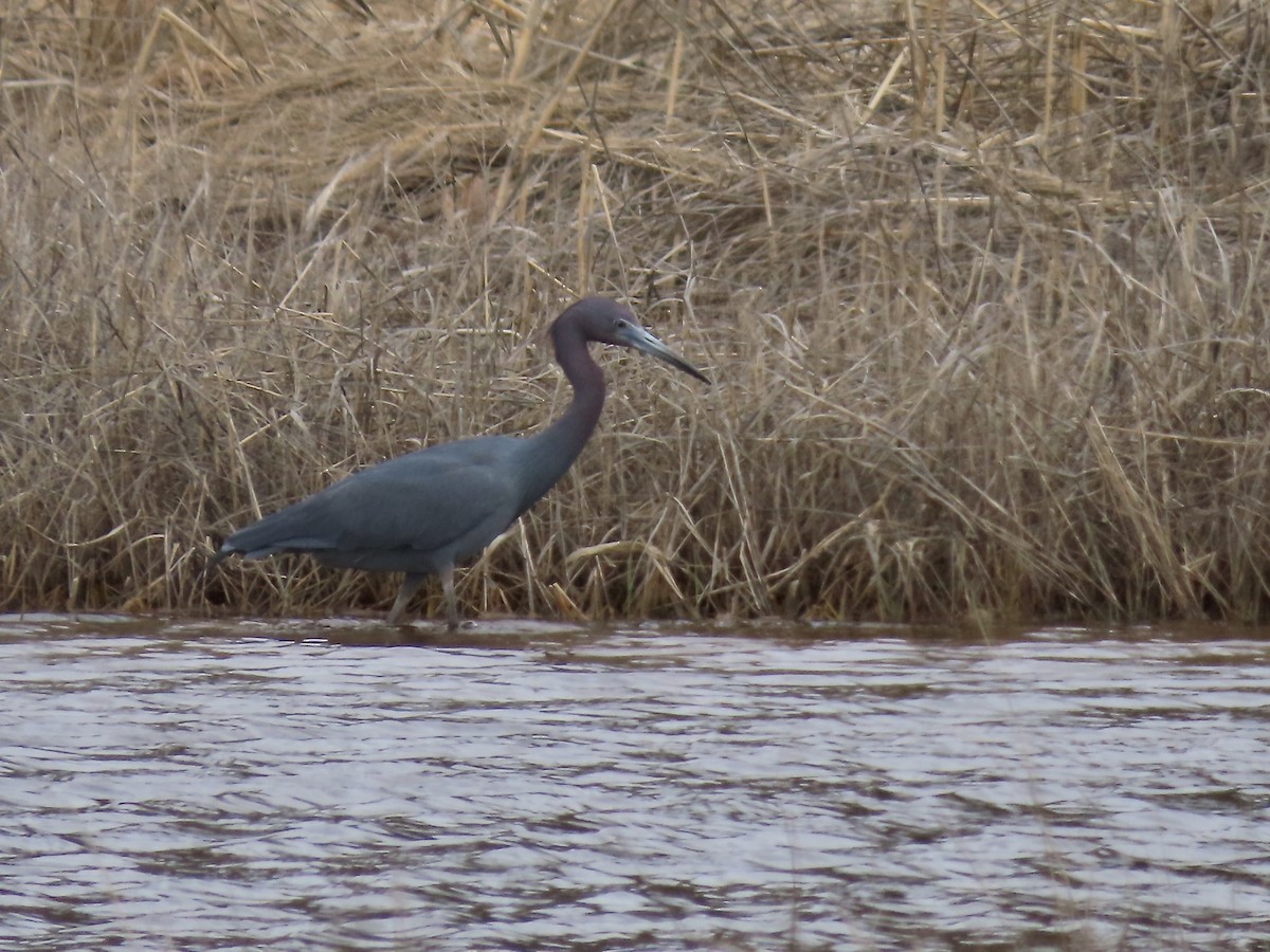 Little Blue Heron - ML617749578