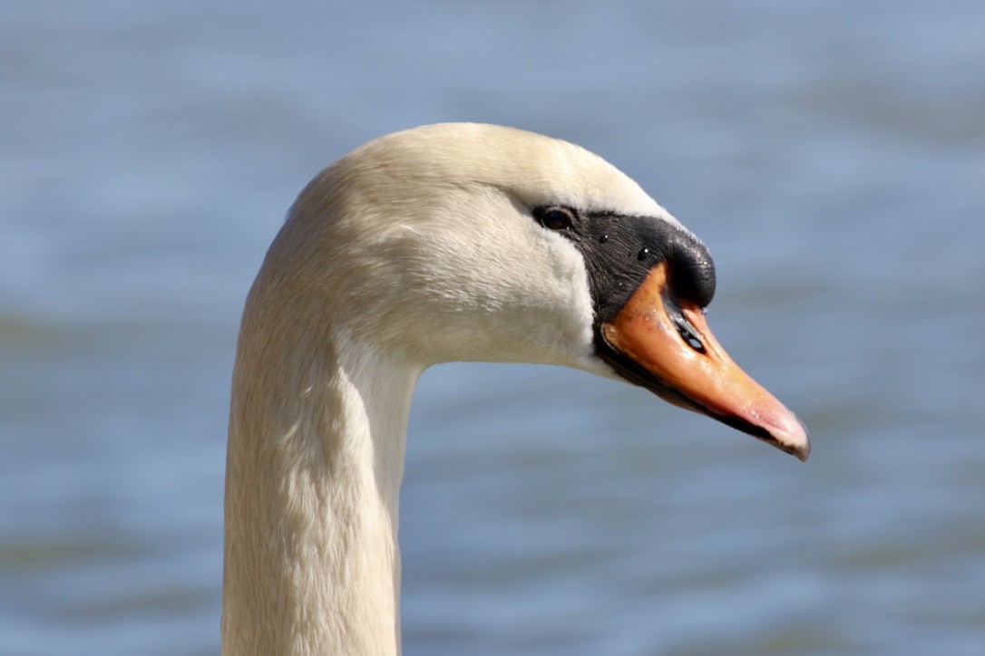 Cygne tuberculé - ML617749630