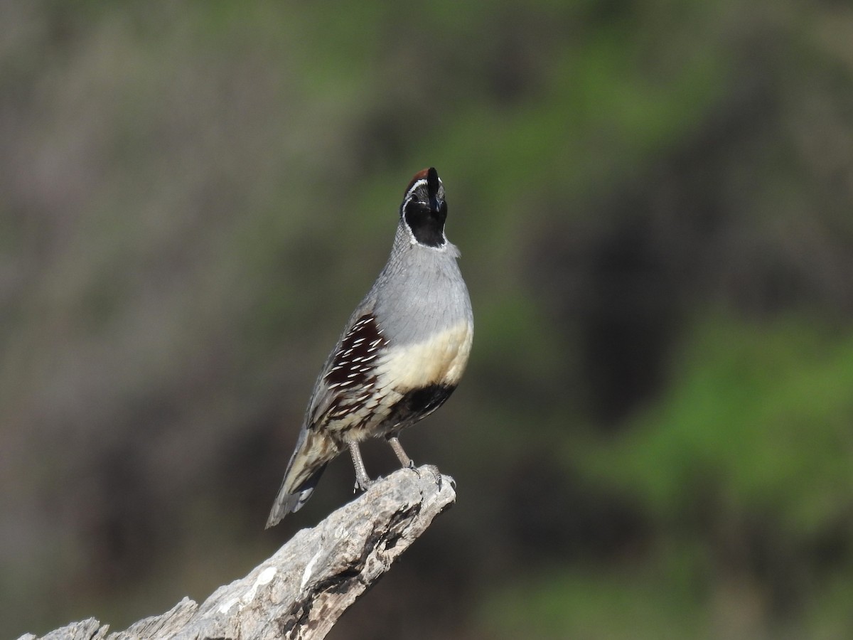 Gambel's Quail - ML617749639