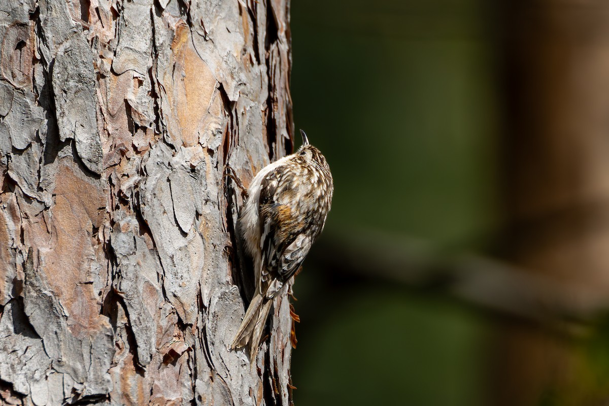 Brown Creeper - ML617749640