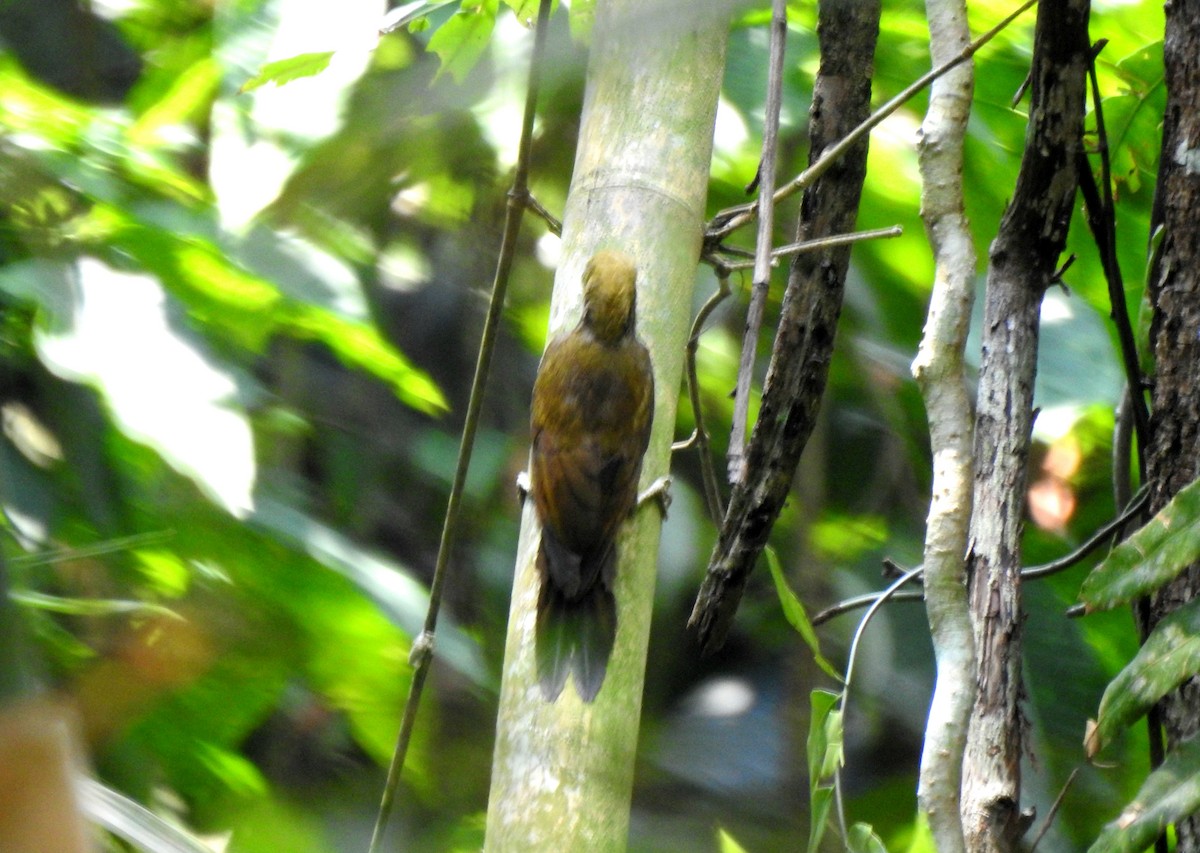 Bamboo Woodpecker - ML617749643