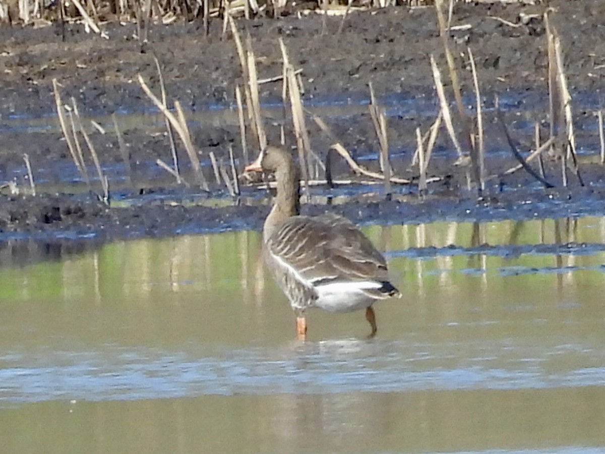 Greater White-fronted Goose - ML617749646