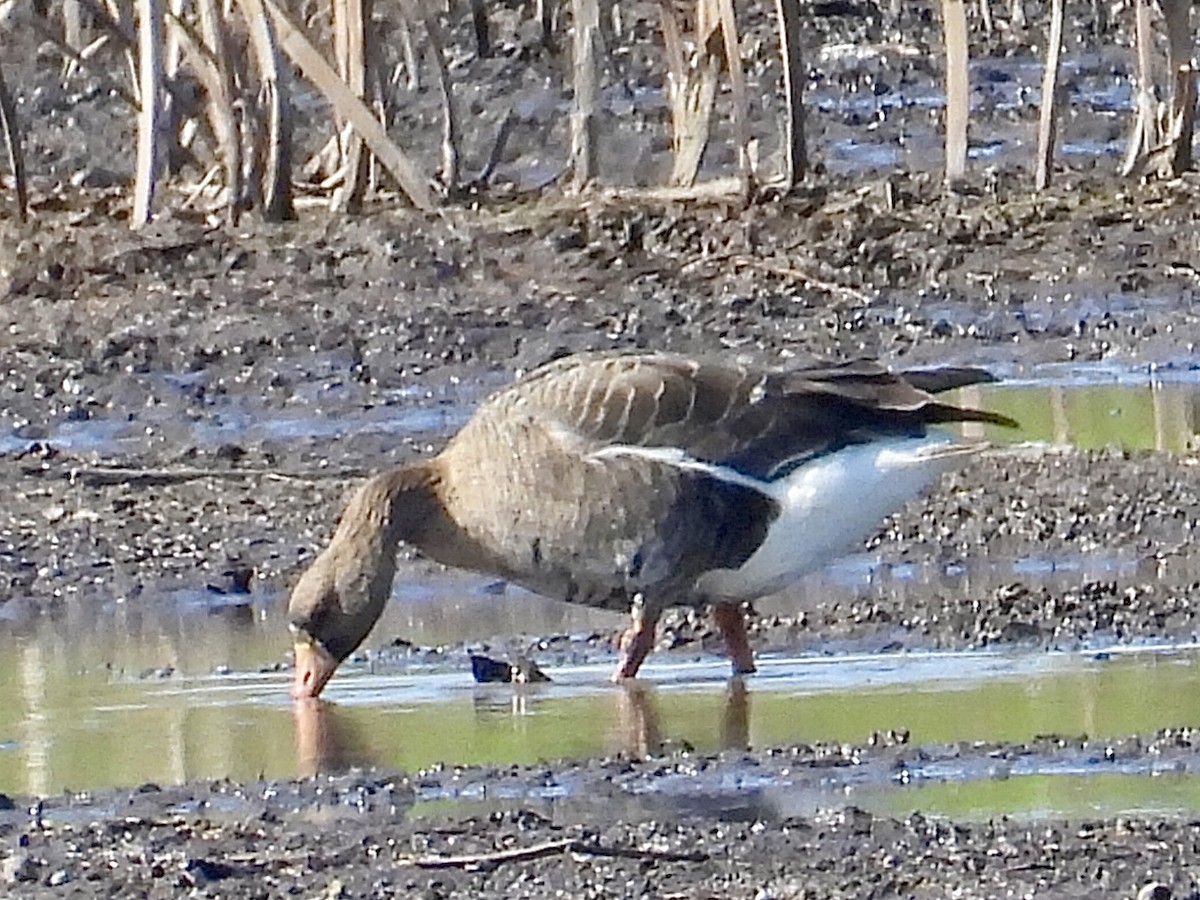 Greater White-fronted Goose - ML617749647