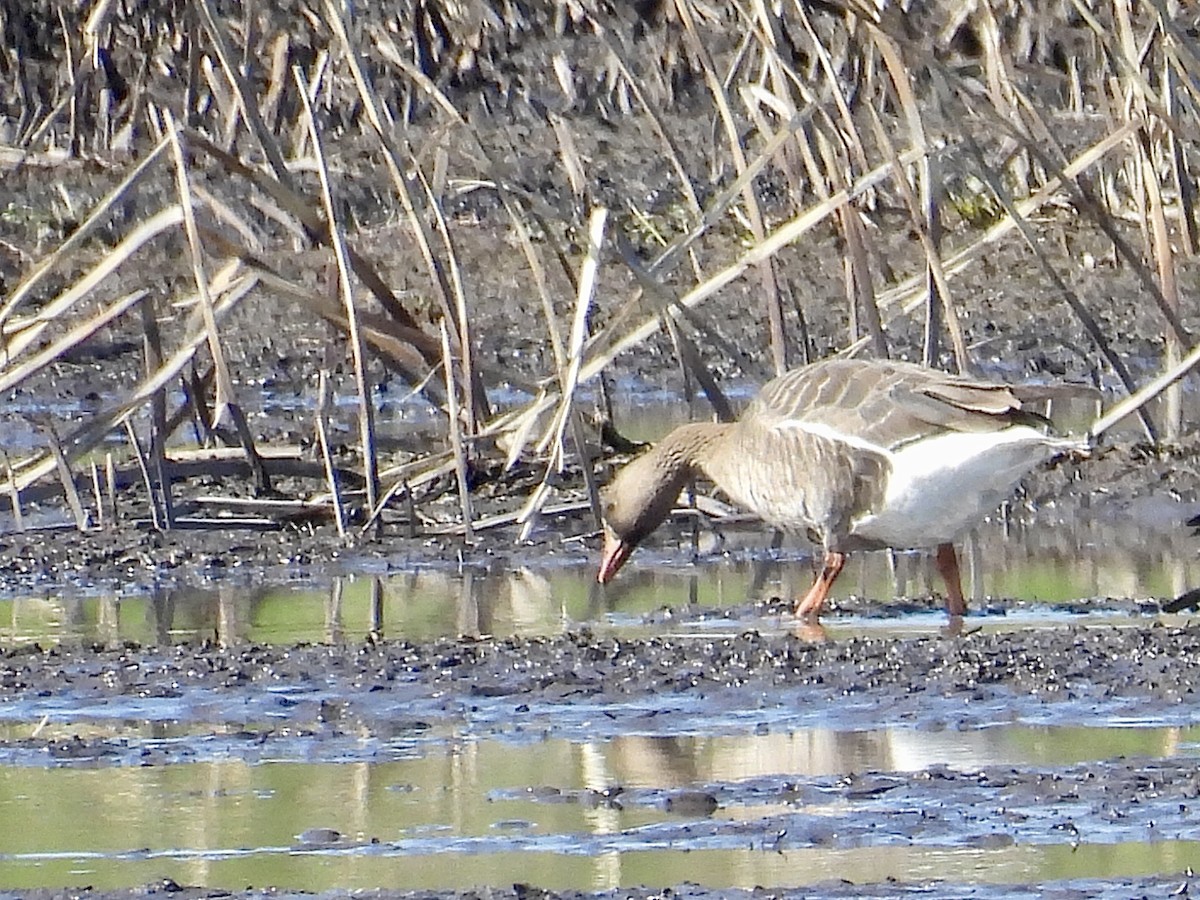 Greater White-fronted Goose - ML617749648