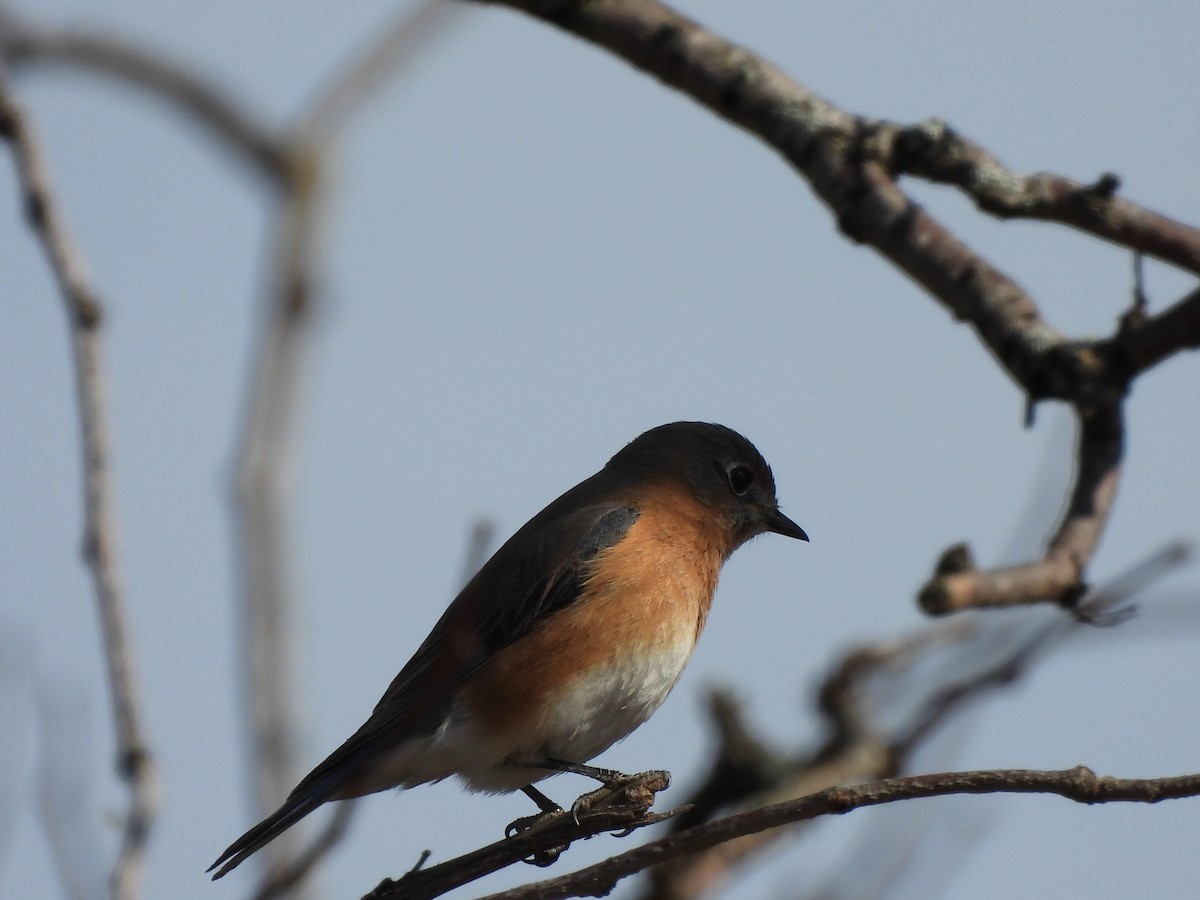 Eastern Bluebird - ML617749683